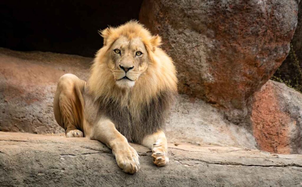 male lion lounging on a rock and looking into the camera