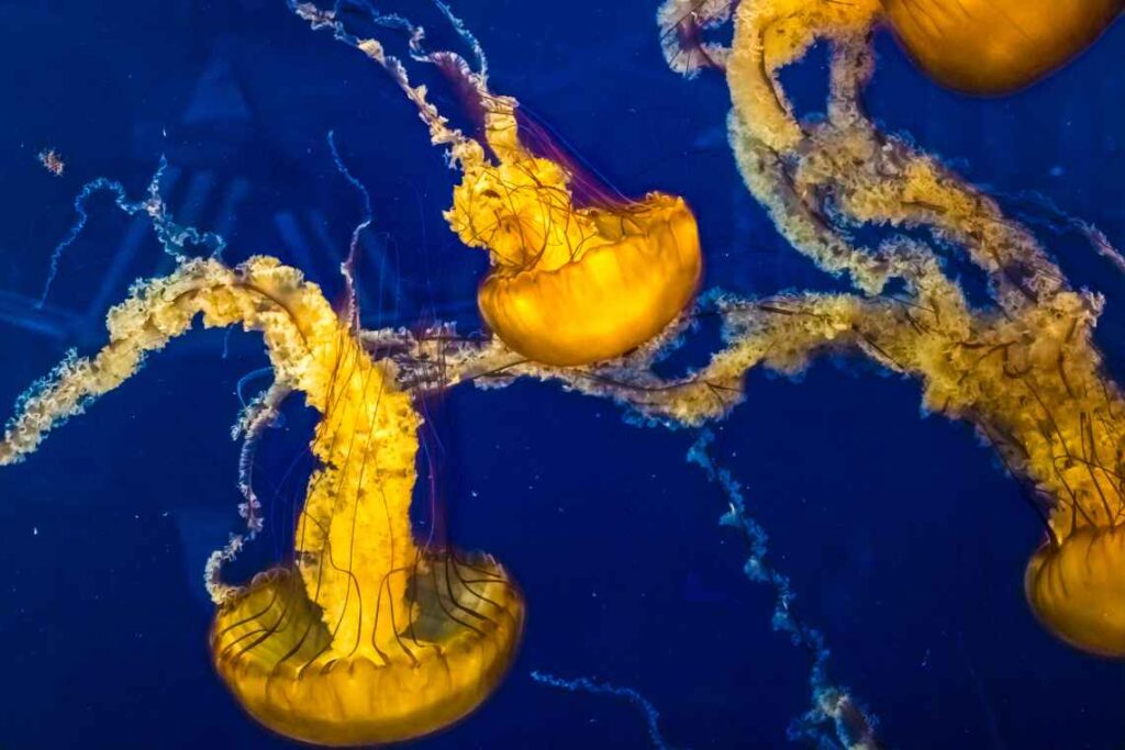 yellow jellyfish in dark blue water at the Vancouver Aquarium