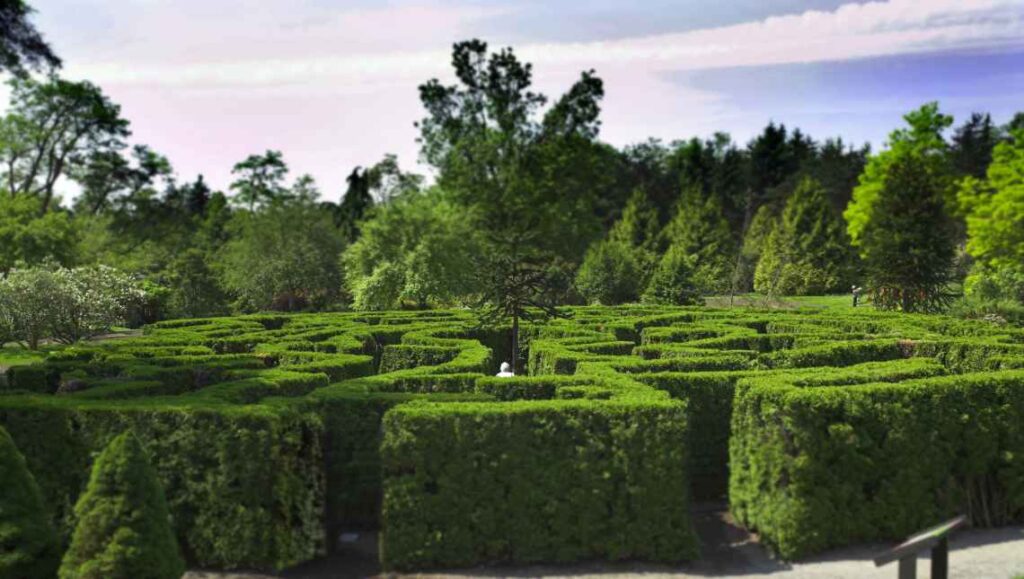 bright green hedge maze with trees in the background