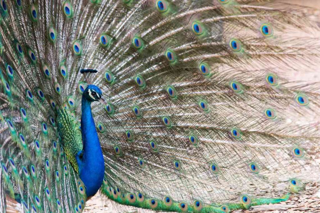 bright blue peacock with brown, green and blue feathers fanned out