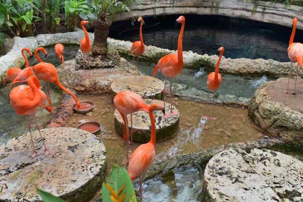 flamingos in an enclosure at the Dallas Aquarium standing on rocks and in the water