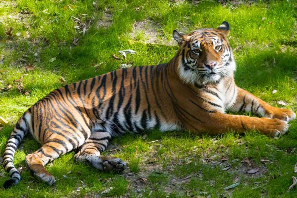 a tiger laying in the grass as the dallas zoo