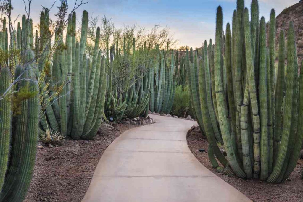 tall cactus on either side of a sidewalk in a garden
