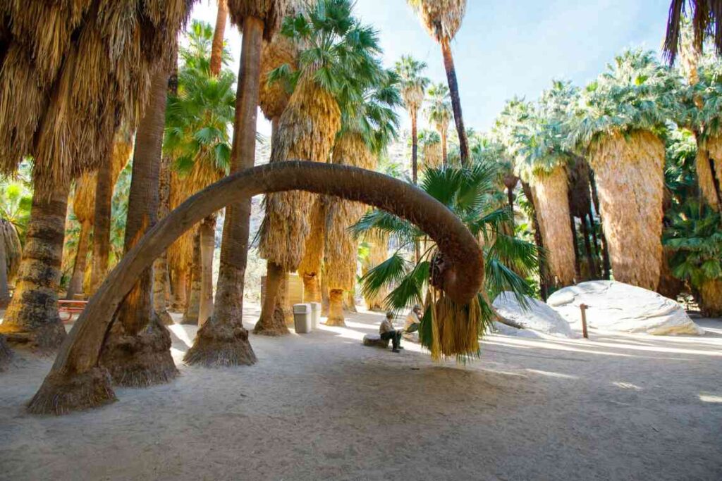 Large palm tree growing crooked amid other palm trees, with man sitting on a rock below it