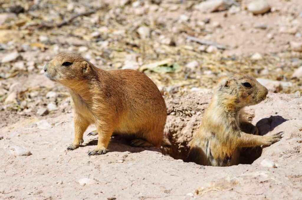 ground hogs climbing out of a hole in the ground surrounded by light brown dirt and rocks