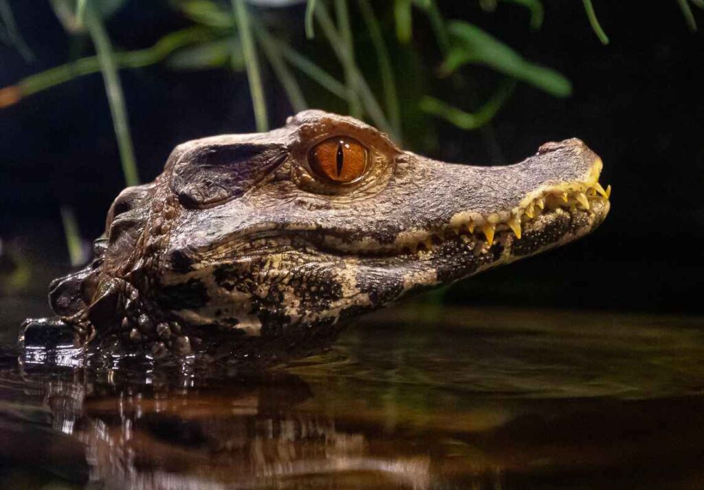 up close of a dark green crocodile with light brown eyes sticking its head out the water