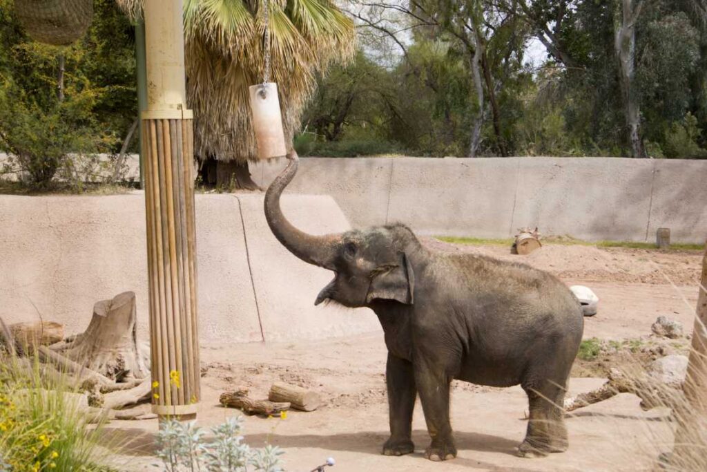 baby elephant drinking water from bucket hanging above it in a zoo enclosure
