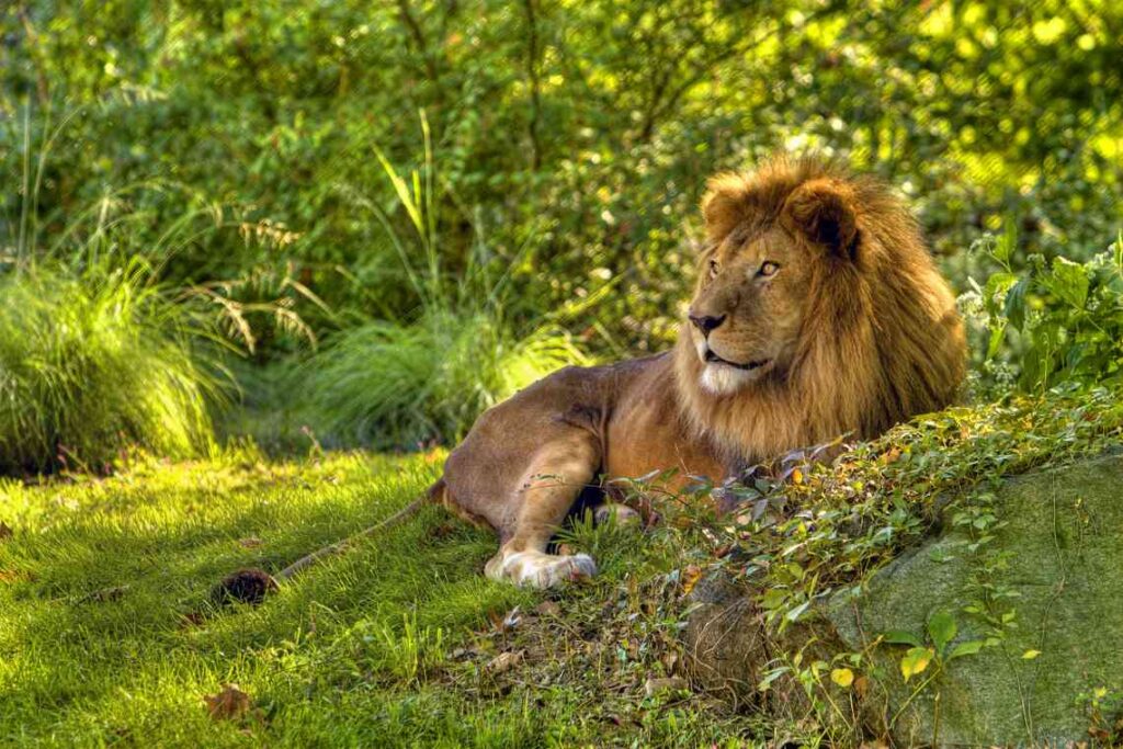 Bilden visar en lejonhanne som vilar sig i gräset på Bronx Zoo