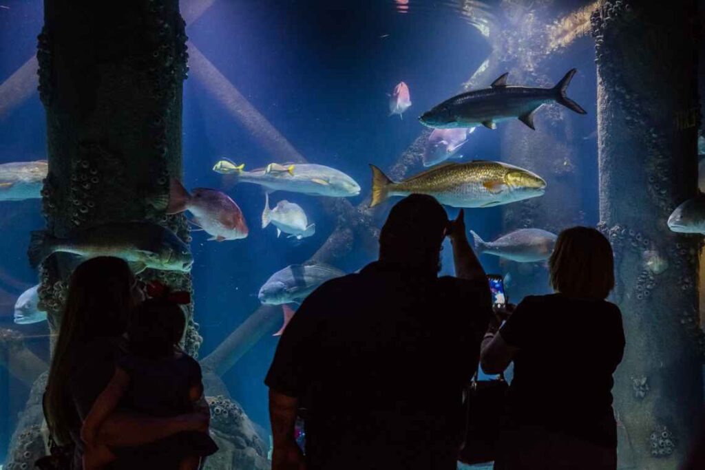 silhouettes of people against an aquarium with silver fish