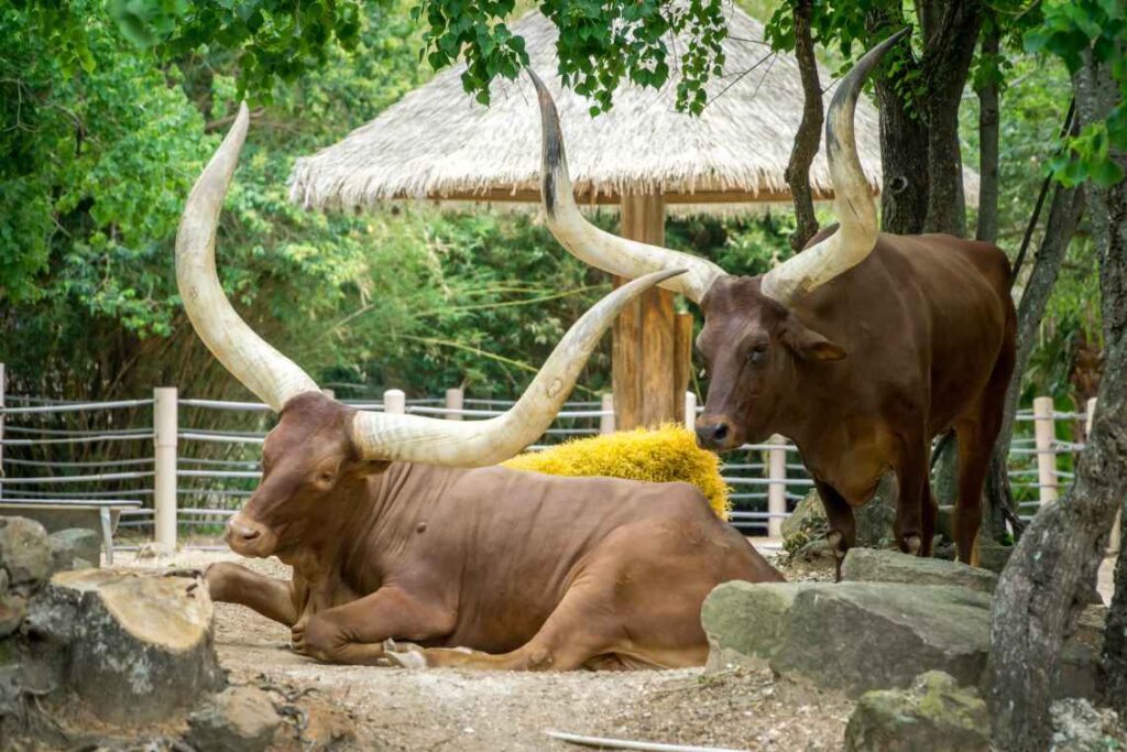 brown cows with long pointed horns laying on rocks at the houston zoo