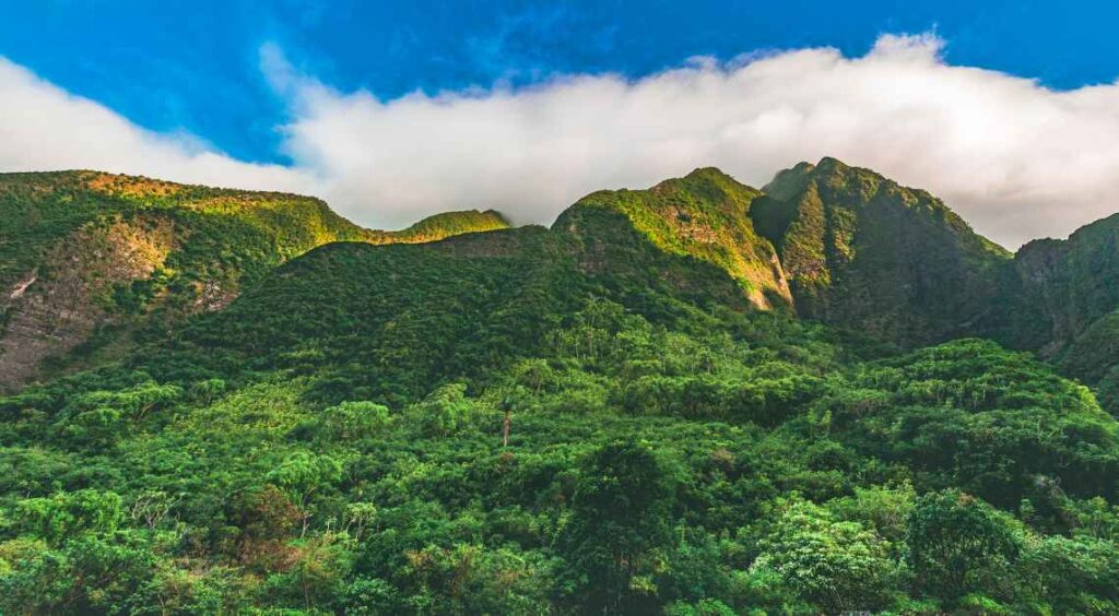 a lush green rainforest in Iao Valley State Park