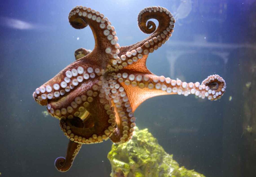 close up of octopus in an aquarium tank