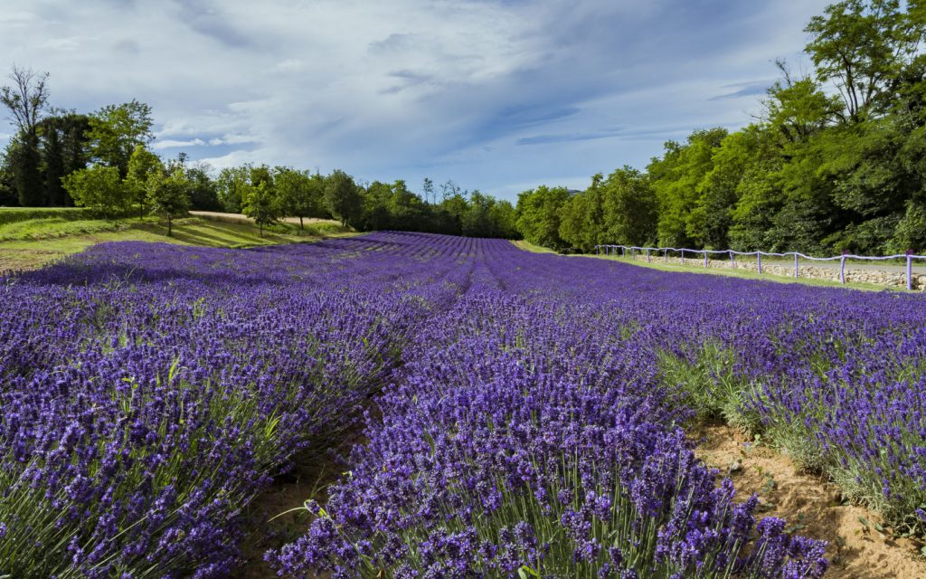 purple lavender fields outside of pavia in lombardy