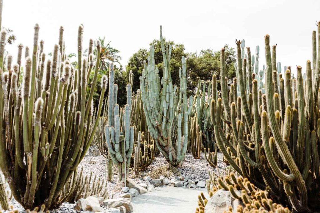 tall cacti at lotusland in santa barbara