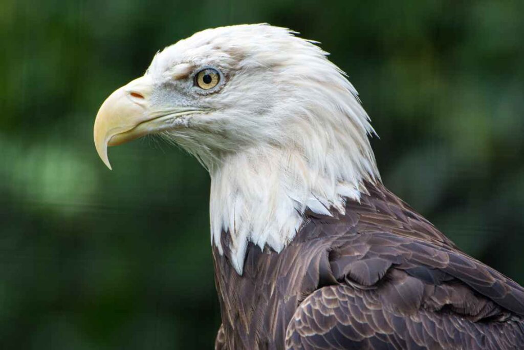 close up of bald eagle