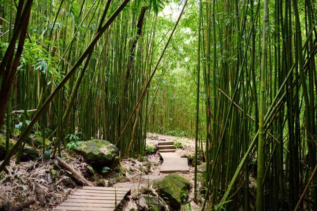 wooden walkway on the pipiwai trail with green bamboo on each side
