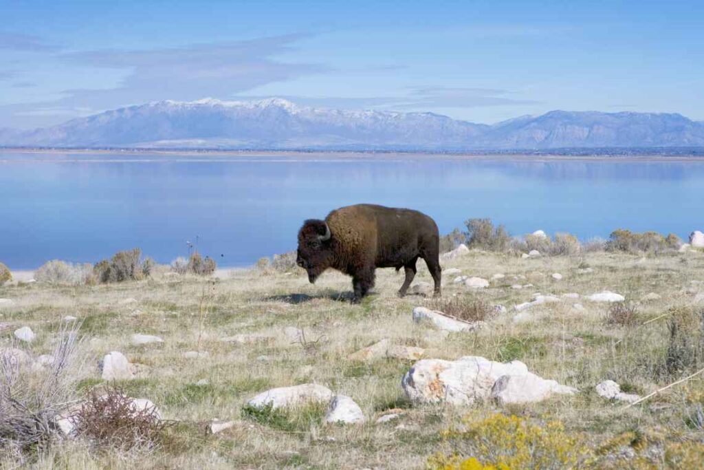A brown buffalo standing amid dry grass and stones by the water in antelope island state park in utah