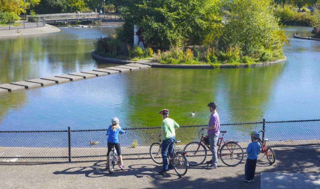 family on bikes looking at ducks in a large pond at a park in eugene oregon on a sunny day