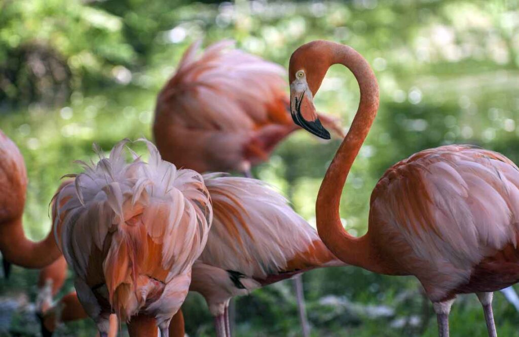 close up of a group of pink flamingoes