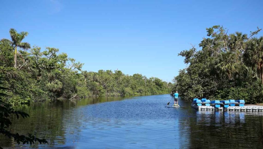 Man in blue shirt and black shorts paddleboarding on a lagoon in hugh taylor birch state park in south florida