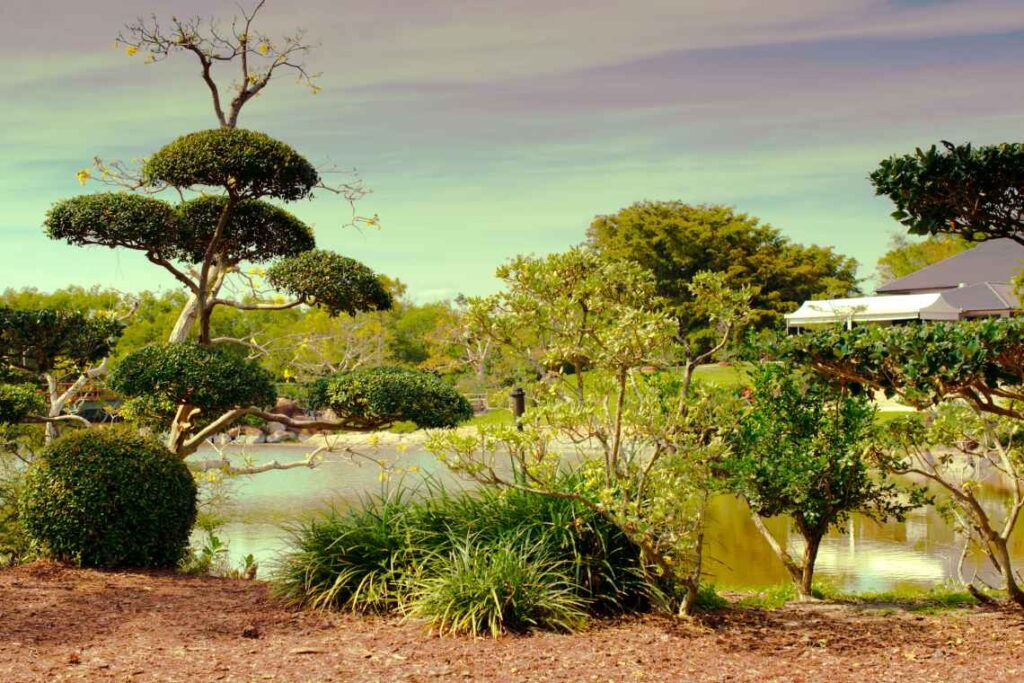 sculpted trees and landscaping in front of a pond at the morikami museum and gardens near fort lauderdale florida