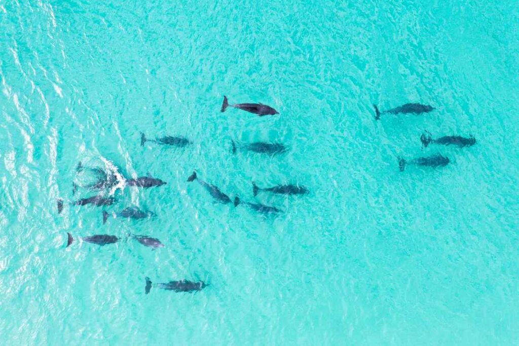 turquoise blue water with a pod of dolphins swimming under it at jervis bay, australia