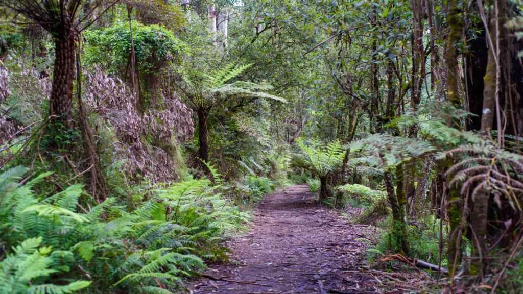 dirt path through lush green forest with ferns and trees