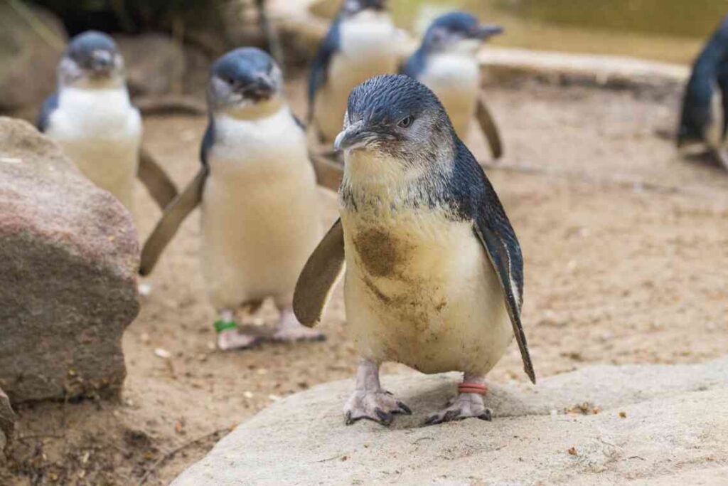 small blue penguins oh phillip island in australia