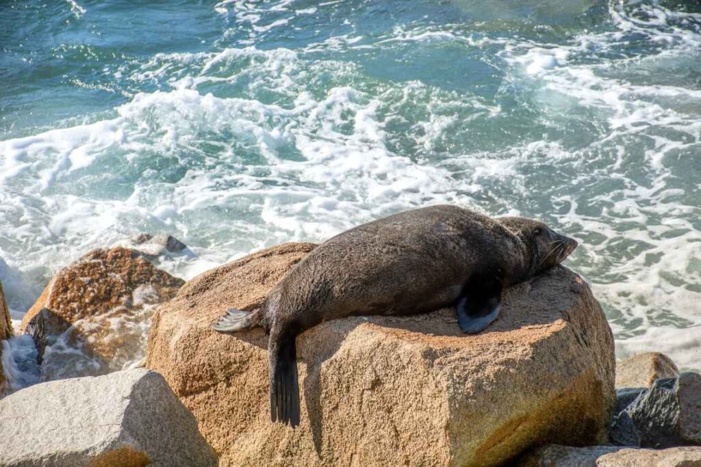 large brown seal laying on a light brown rock by the ocean in narooma, australia