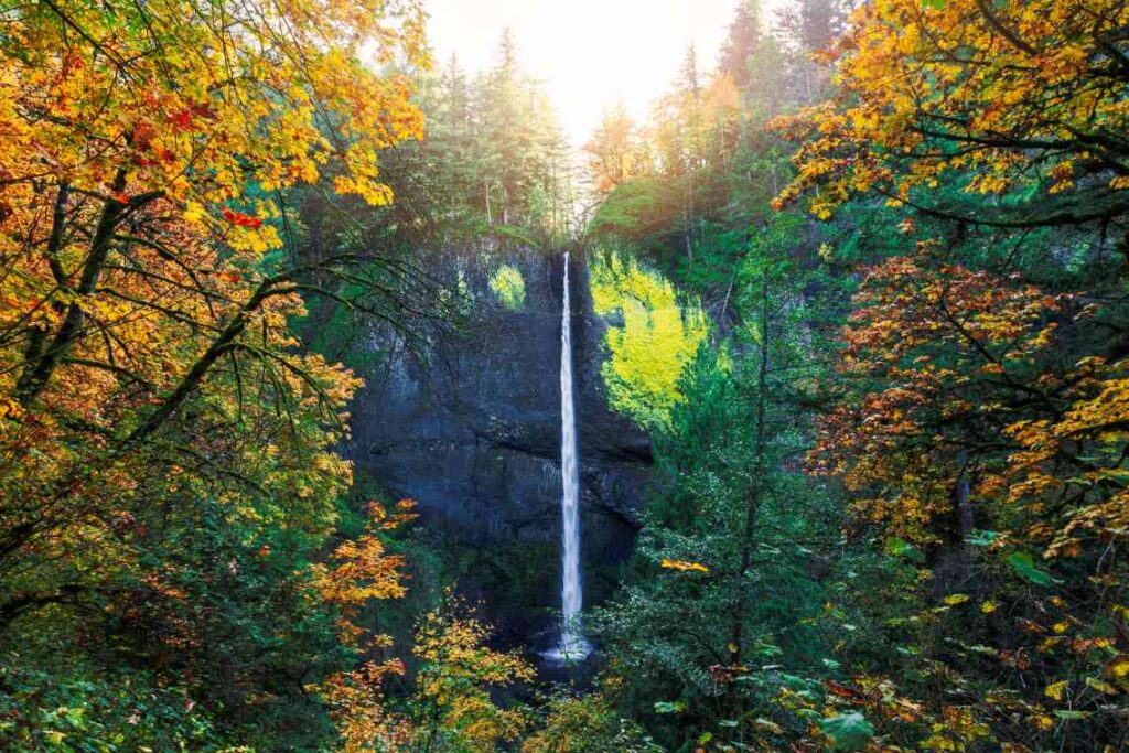 tall latourell waterfall with greenery and leaves surrounding it.