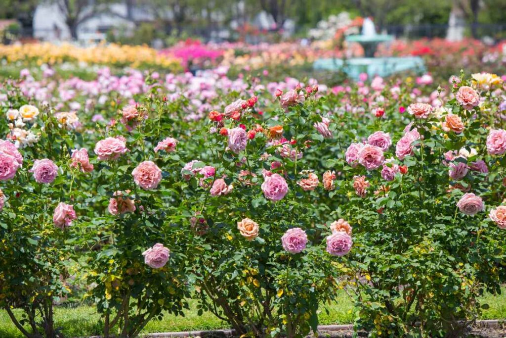 multicolored pastel roses in the international test garden in portland