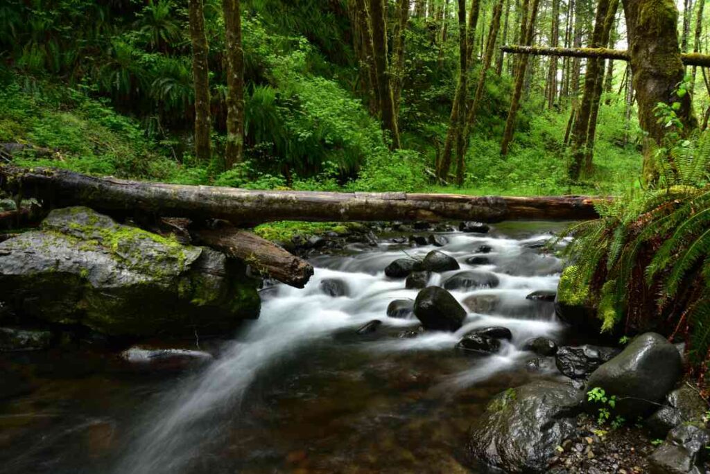 creek with rocks in green tillamook state forest with log going over it.