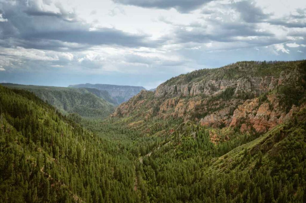 pine tree-covered oak creek canyon outside sedona arizona