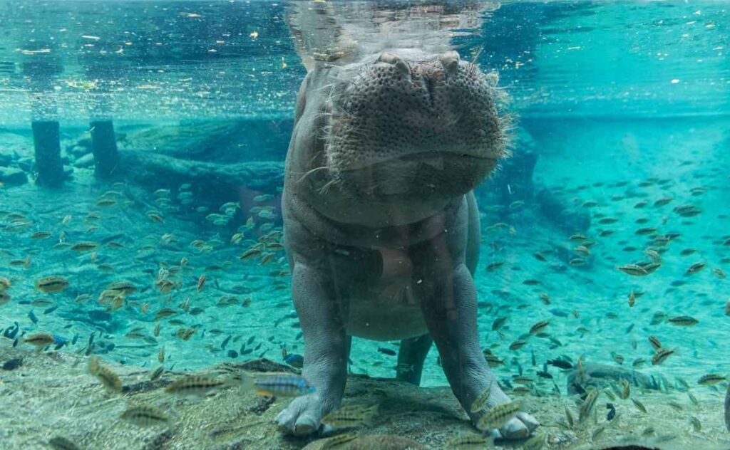 an underwater shot of a hippo with small fish swimming around it in turquoise water