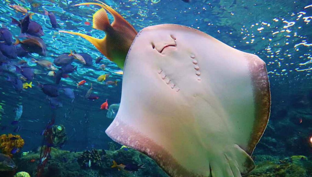 white underside of a large stingray swimming in a tank at the Florida Aquarium with coral and fish around it