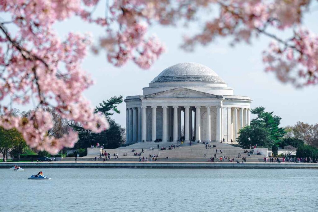 the white marble jefferson memorial from across the water, with out of focus pink cherry blossoms framing it