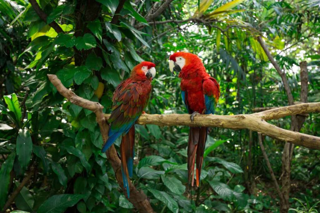 two red, green and blue parrots sitting on a branch amid green foliage on jungle island in miami