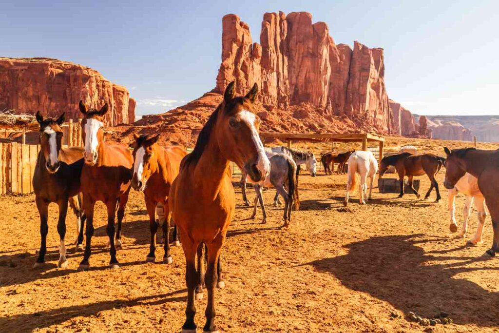 horses amid the dirt and red rock formations in the monument valley navajo tribal park
