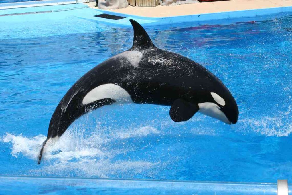 black and white killer whale jumping in the blue water of a pool at seaworld