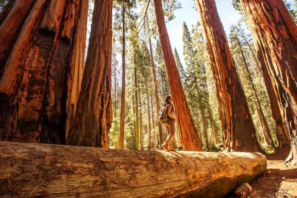 woman hiker on fallen sequoia tree surrounded by tall trees in sequoia national park