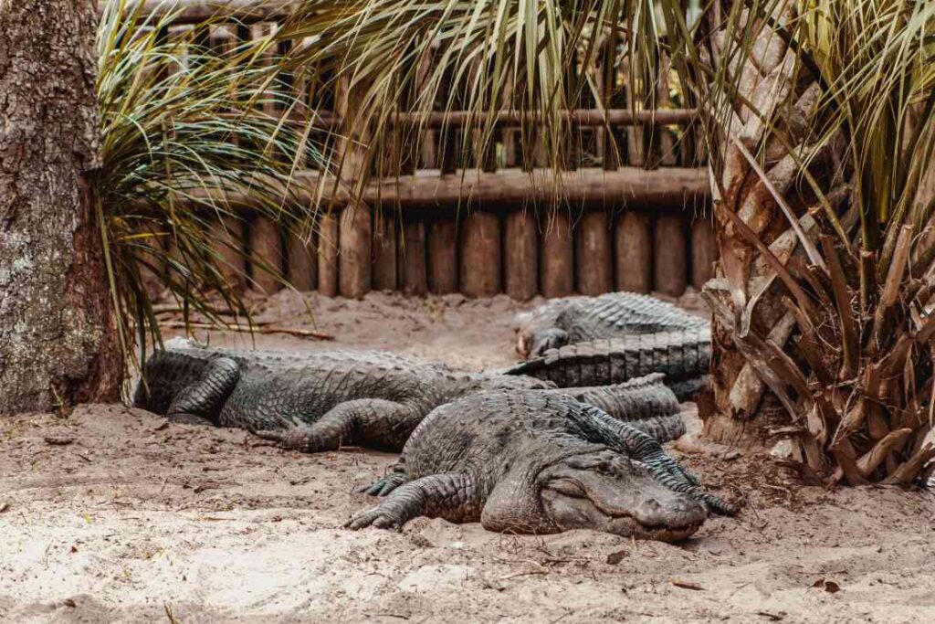 large alligators sitting in dirt between palm trees at the St. Augustine Alligator Farm in florida