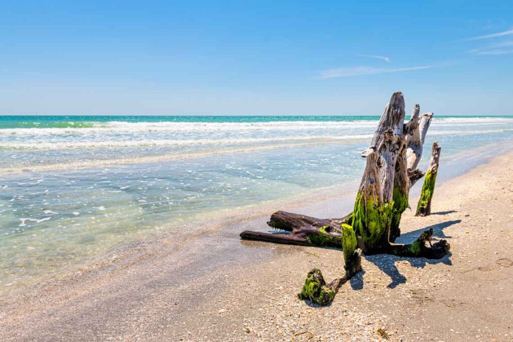 dead tree covered in moss sitting on bowman's beach with clear blue-green water on sanibel island florida