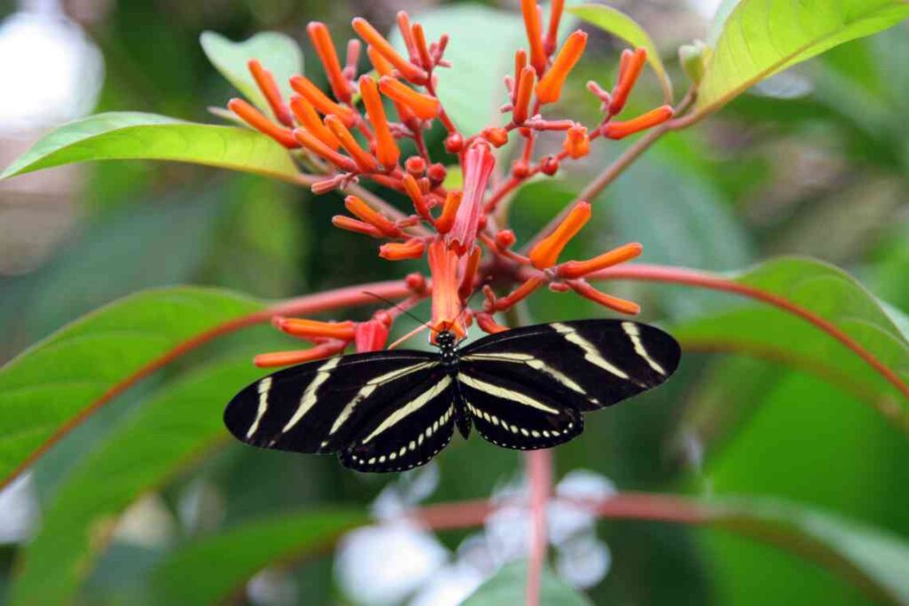 black and yellow butterfly sitting on red plant at butterfly world in florida