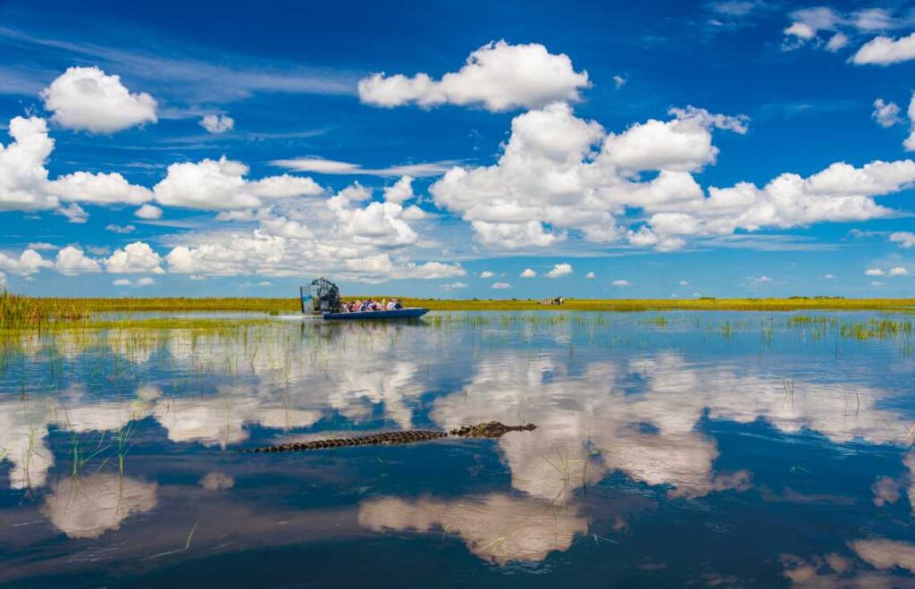 alligator and airboat full of people on the water in the everglades in florida with clouds reflected on the water