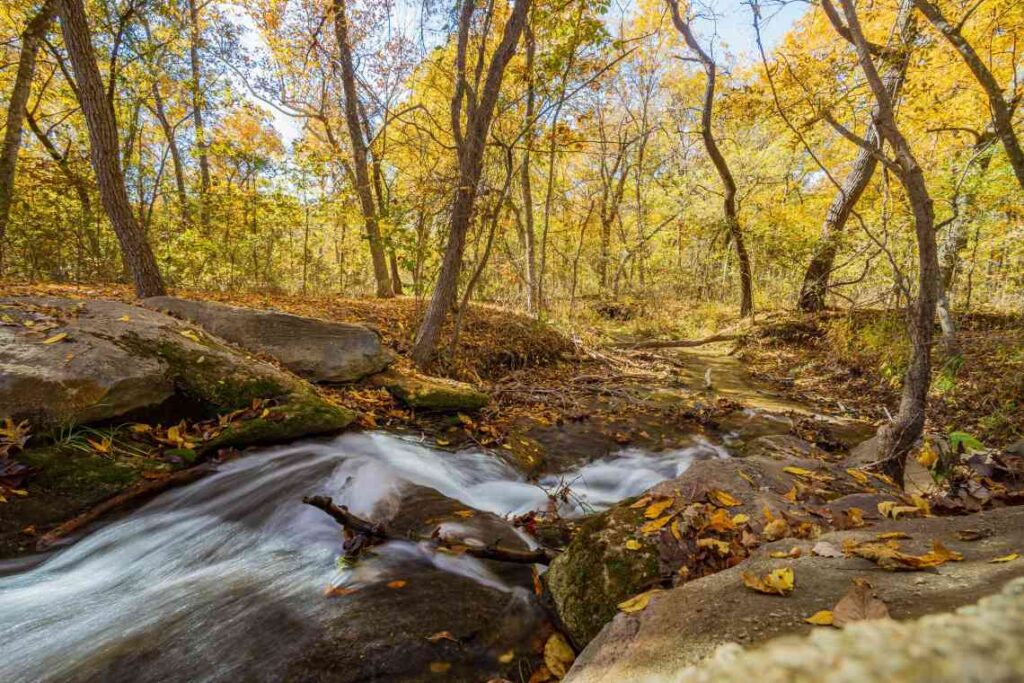 trees in the chickasaw national recreation area in fall with a stream running through the middle