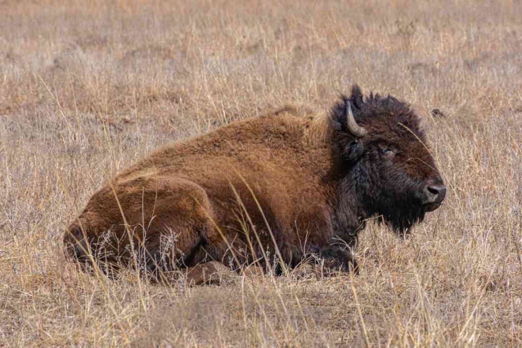 a bison laying in the brown grass in the tallgrass prairie preserve in oklahoma 