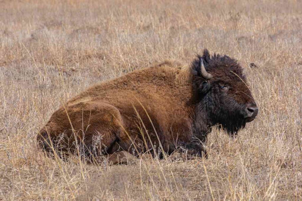 a bison laying in the brown grass in the tallgrass prairie preserve in oklahoma