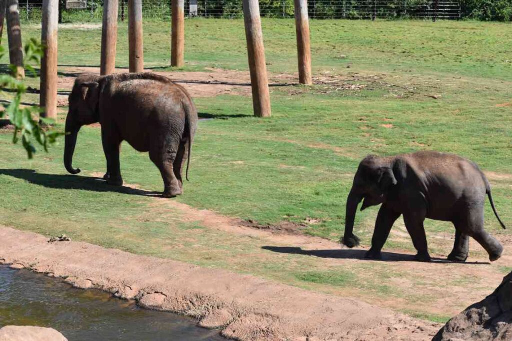 mother and baby elephant in grass enclosure at the oklahoma city zoo