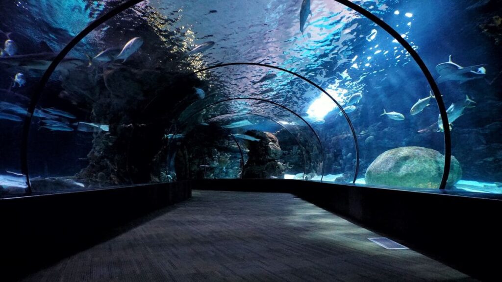 Inside the OdySea Aquarium in Scottsdale. Walkthrough of a Tunnel underneath the aquarium.