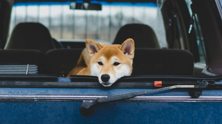 keep dog calm while driving